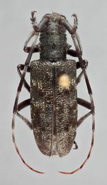   Monochamus c.nbsp;latus  female dorsal 
